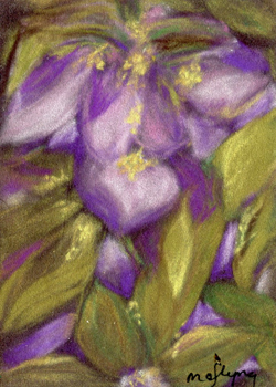 Wild, Wonderful Iris's  Mary O'Flyng Wausau WI pastel